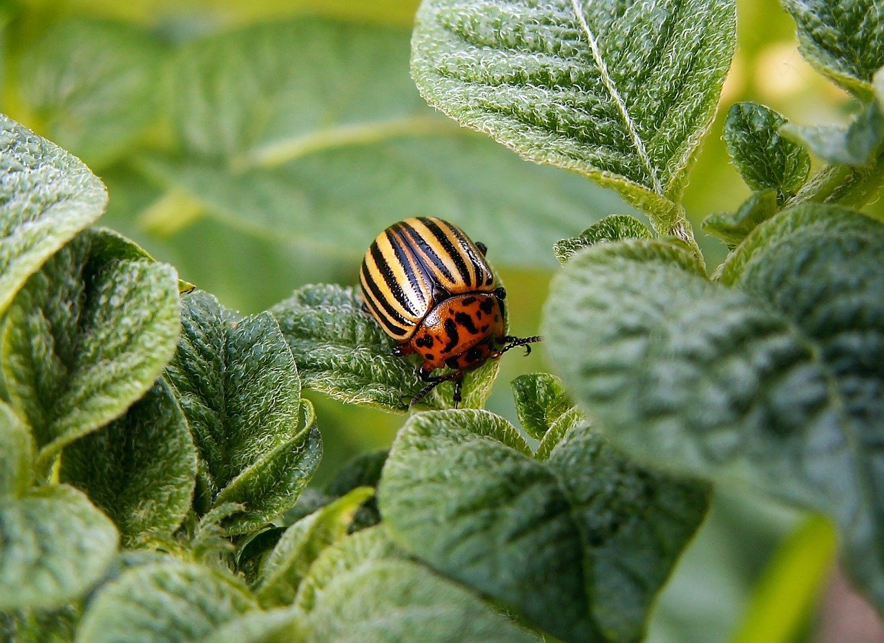 potato beetle, pest, beetle